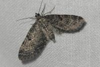 Eupithecia nanata