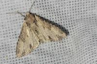 Apamea crenata