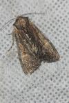 Apamea crenata