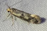 Denisia stipella