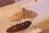 Eupithecia tantillaria