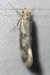 Denisia stipella