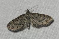 Eupithecia subfuscata