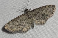 Eupithecia subfuscata