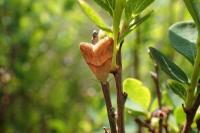 Eublemma parva