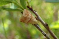 Eublemma parva