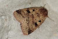 Diarsia mendica