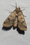 Diarsia mendica