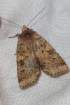 Diarsia mendica