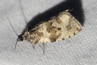 Orthotaenia undulana