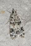 Eudonia delunella
