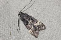 Dichomeris alacella