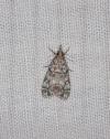 Eudonia lacustrata