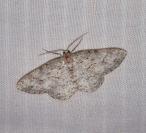 Ectropis crepuscularia