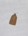 Clepsis consimilana