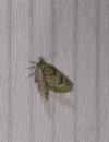 Chloroclystis v-ata