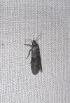 Blastobasis phycidella