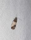 Spilonota ocellana