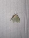 Hemithea aestivaria