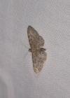 Eupithecia subfuscata