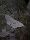 Scopula nigropunctata