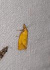 Agapeta hamana