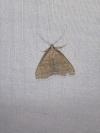 Herminia tarsicrinalis