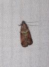 Acrobasis consociella