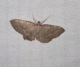 Philereme vetulata