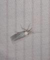 Crambus perlellus