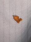 Acleris holmiana