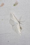 Scopula immutata