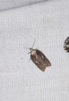 Acleris hastiana
