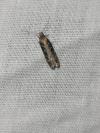 Gelechia sororculella