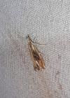 Catoptria verellus
