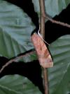 Noctua fimbriata