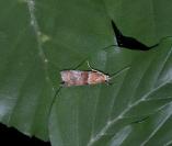 Acrobasis repandana