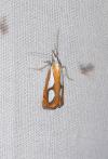 Catoptria pinella