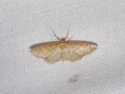 Idaea humiliata