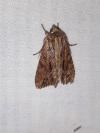 Apamea monoglypha monoglypha
