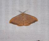 Watsonalla binaria