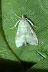 Ostrinia nubilalis