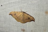 Drepana falcataria
