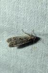 Anacampsis blattariella/populella