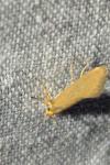 Crassa unitella