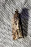 Ancylis achatana