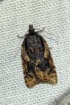 Acleris umbrana