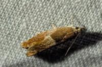 Epinotia tenerana