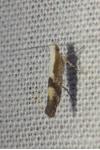 Argyresthia gr. pruniella