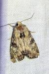 Apamea scolopacina